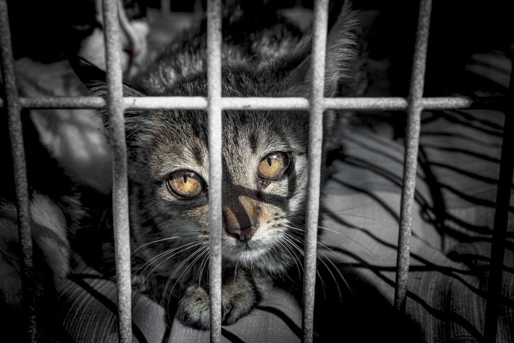 Cat in a shelter cage by Shuttestock.