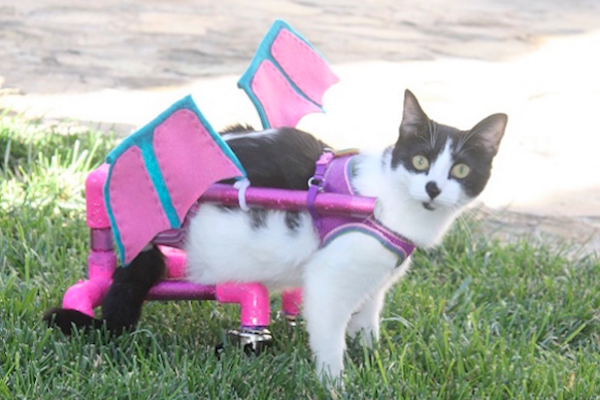 Workers On Wheels >> Cats on Wheels | Catster Workers On Wheels >> Cats on Wheels | Catster