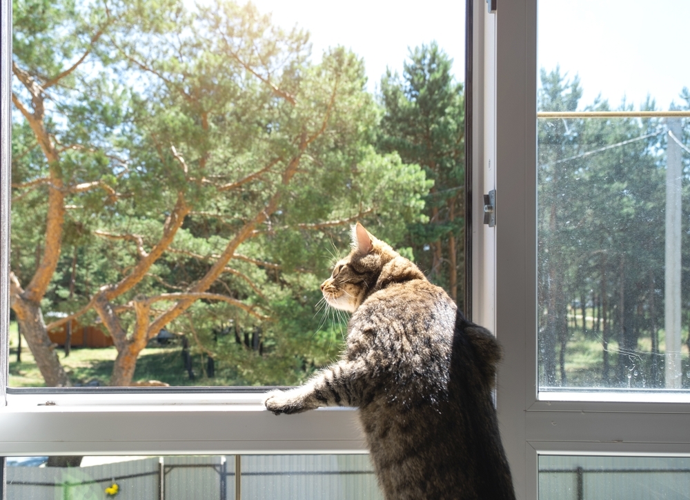 domestic cat looks at the street from the window of the house