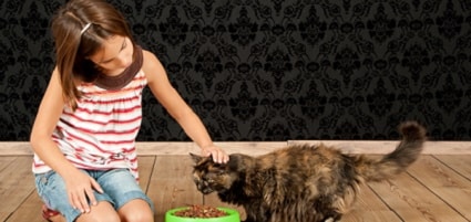 feed the cats