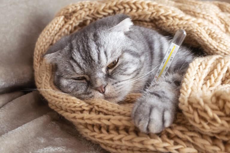 What Causes Sudden Fever In Cats Catster what-causes-sudden-fever-in-cats-catster