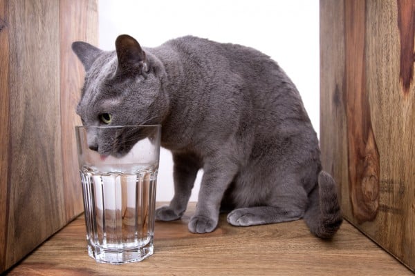 Russian Blue with water by Shutterstock.