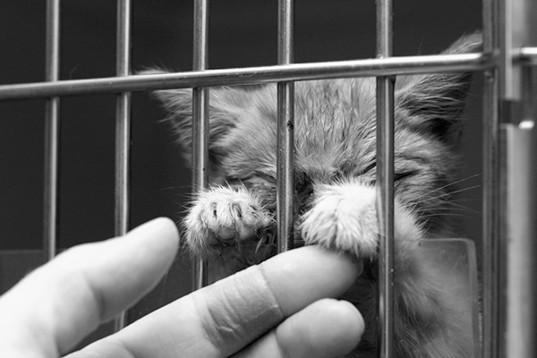 Kitten begging for help