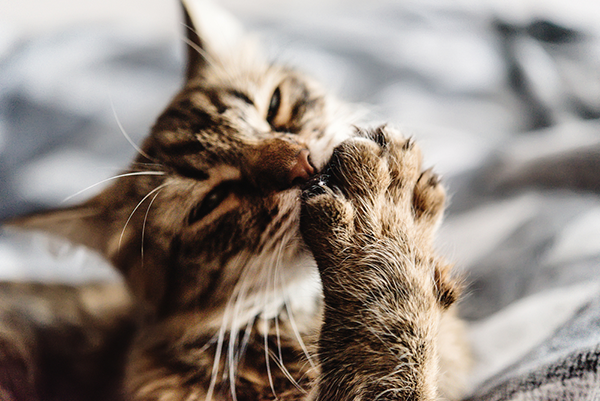 600 cat chewing claws