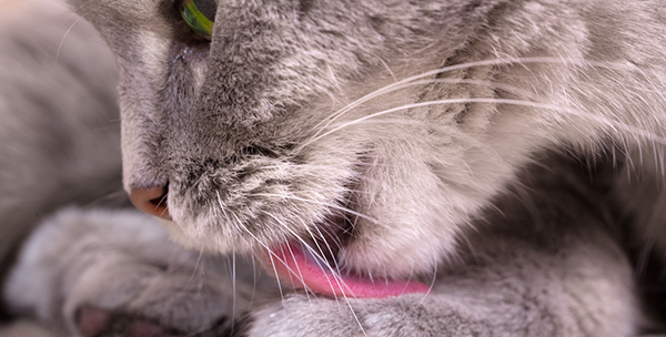600 licking paw