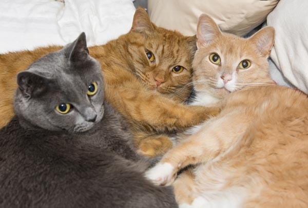 Kitties who live together develop a group scent