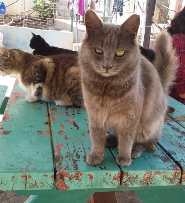 JSPCA-grey-cat