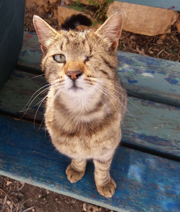 JSPCA-one-eyed-tabby