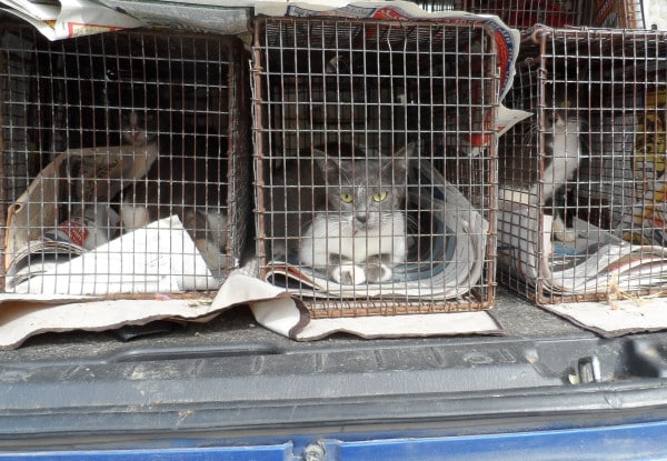 JSPCA-trapping-cats-TNR