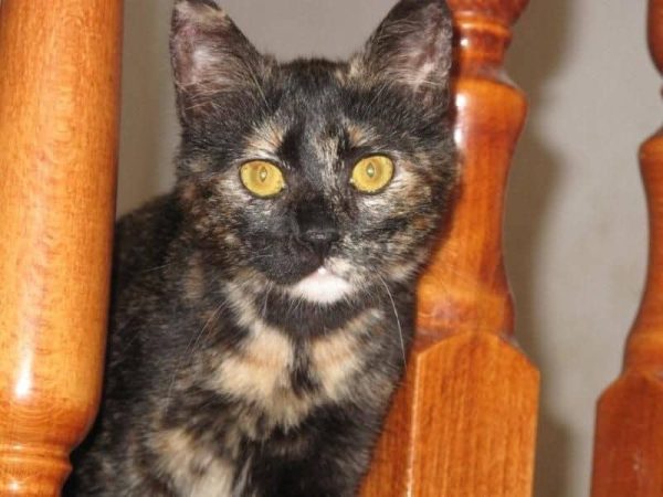 JSPCA-walnut-RIP