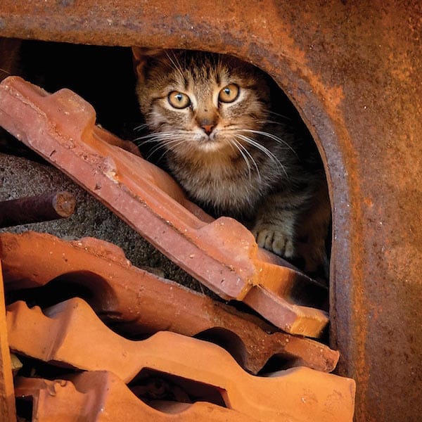 JesseHunterCats3
