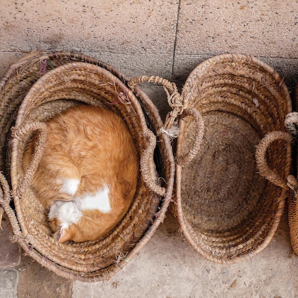 JesseHunterCats5