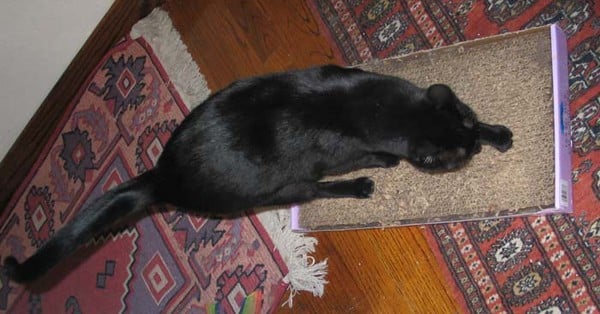 The author’s cat marking her territory by scratching