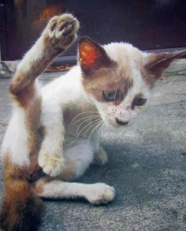Kung Fu Cats Rise to Power via Pictures on Instagram Catster