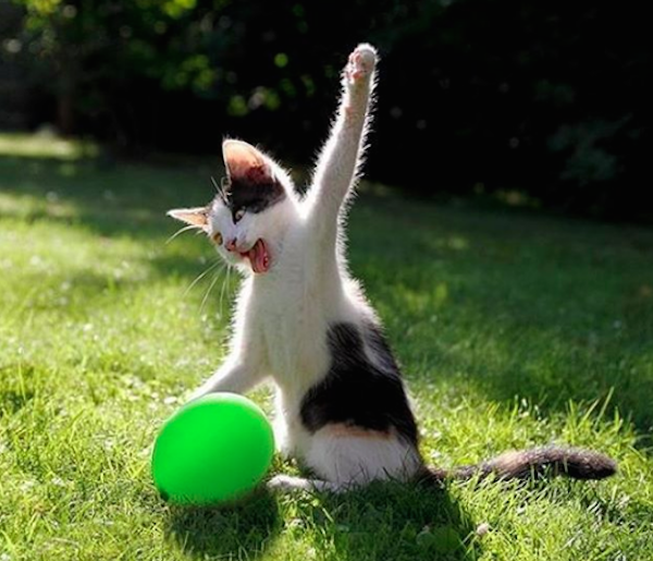 kung fu kitty cat toys