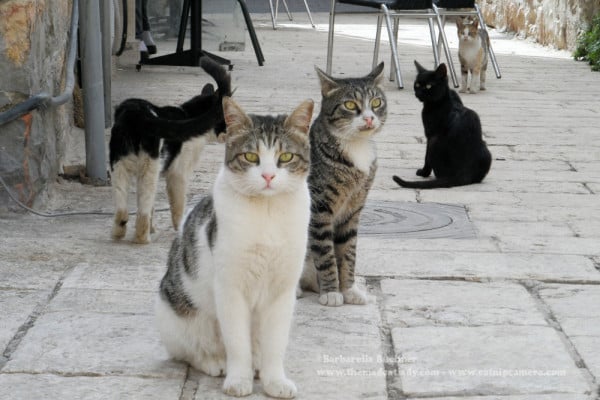 Jerusalem street cats