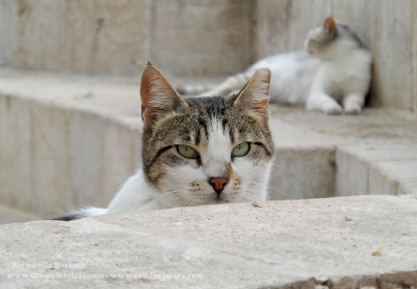 jerusalem street cats