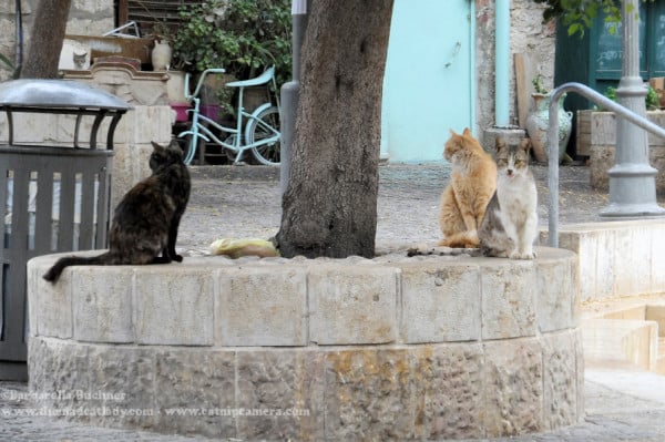 Jerusalem Street Cats