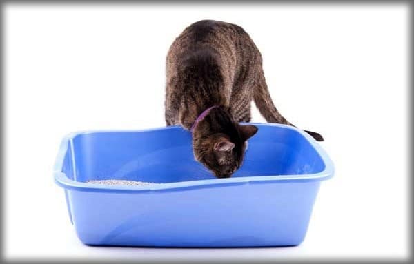 Smelling-litter-box-shutterstock_403650199a
