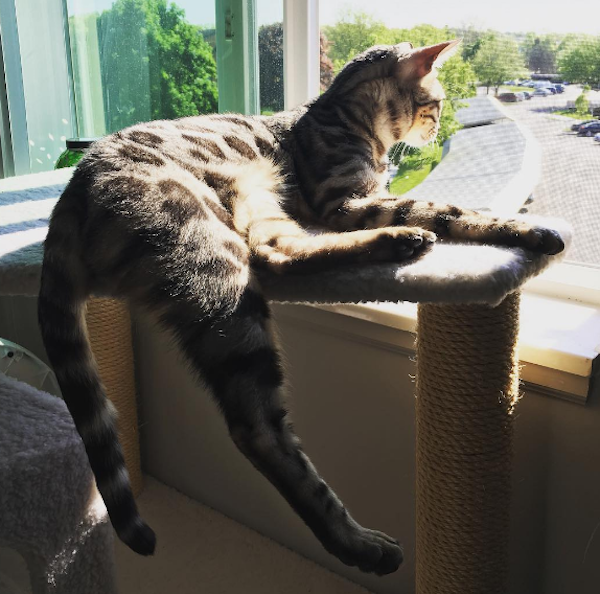 WindowCat3