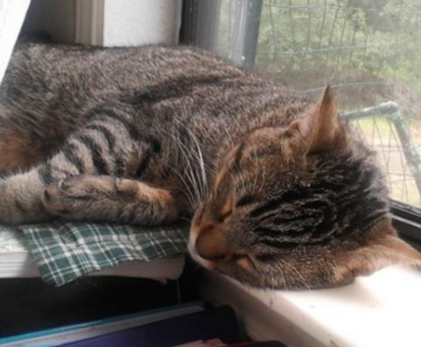 WindowCatNapping