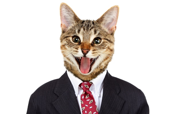 Cat Dandy | Catster