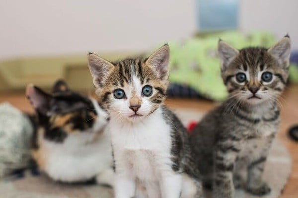 Kitten Super Cute Pictures Of Cats