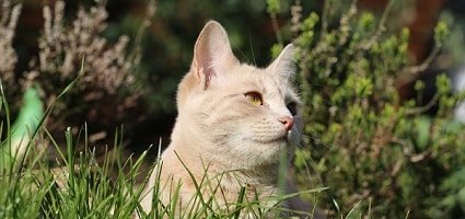 44 Top Pictures Feral Cat Neutering Near Me : Free Cat Spaying Near Me - Cat and Dog Lovers | Cat and ...