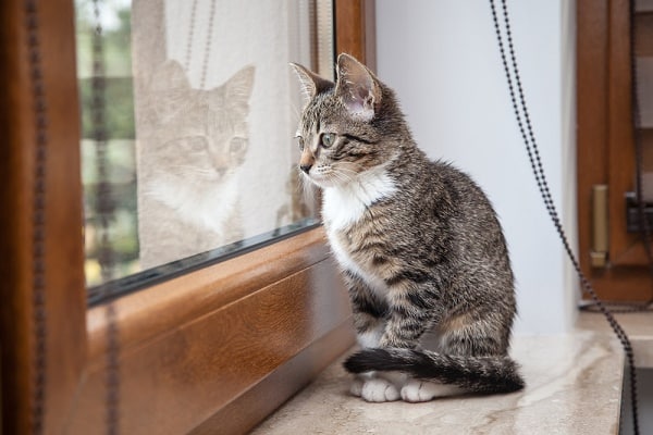 A gray cat looking out a window. Photography by Shutterstock.