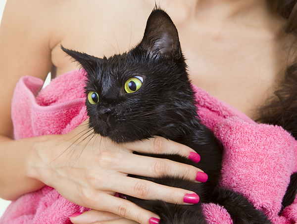600 wet black kitten