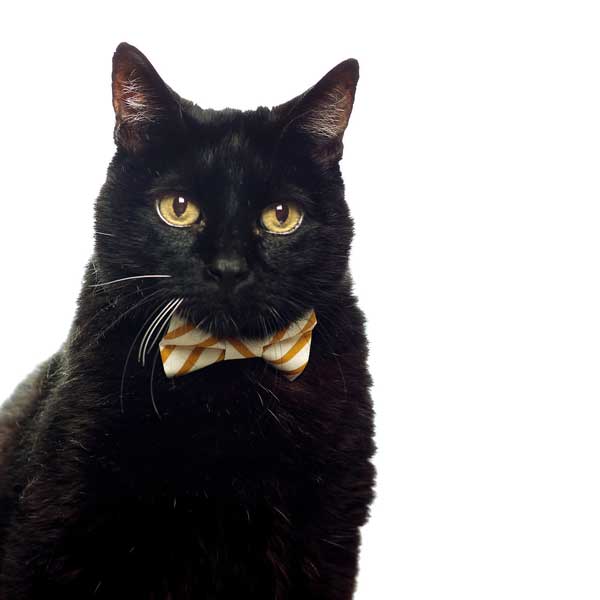 Cecil in a Sweet Pickles bow tie at the Oregon Humane Society. Photo courtesy Morgan Green-Hopkins.