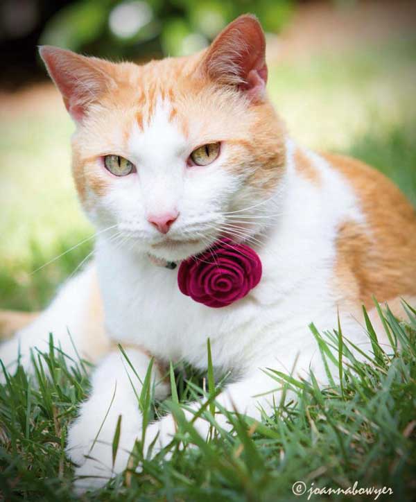 Miz Julep wears a corsage at the Oregon Humane Society. Photo courtesy Morgan Green-Hopkins.