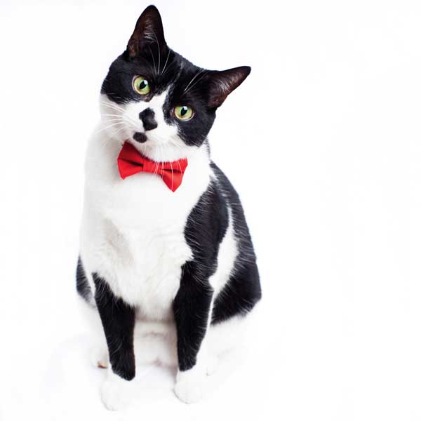 Pickles, the rescue cat who inspired Sweet Pickles Designs. Photo courtesy Morgan Green-Hopkins.