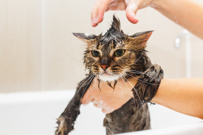 bathing a cat