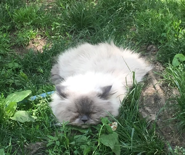 Cat in grass.