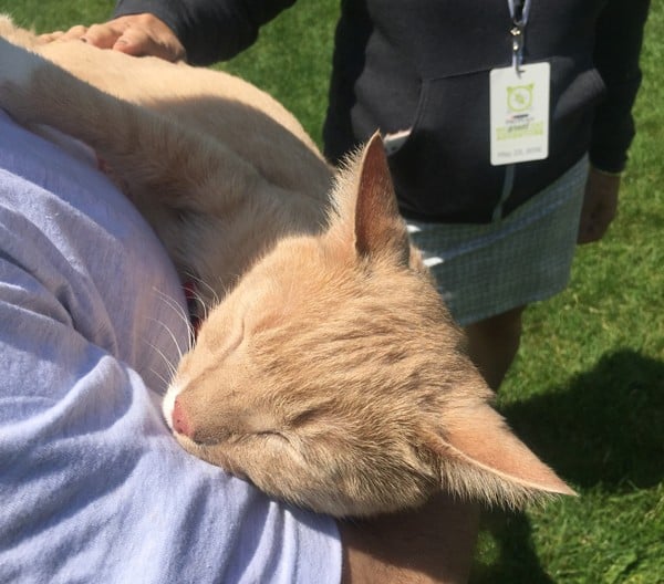 Cat asleep.