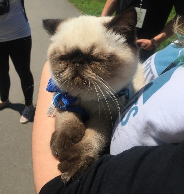 Kitten in harness.