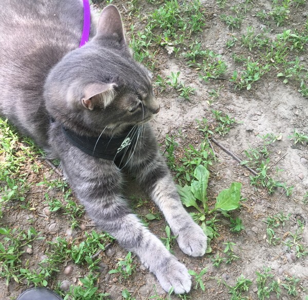 Cat in harness.