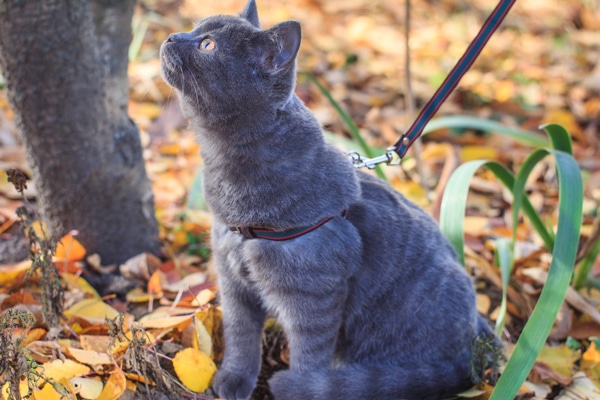 Cat on a leash.