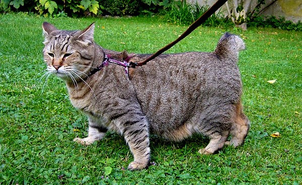 Pixie-Bob-on-leash