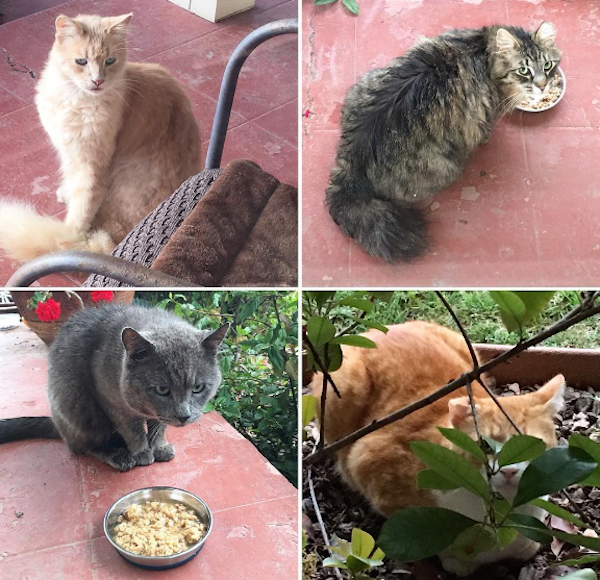 PorchCatsLarry