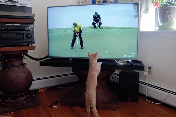 Spartan Enjoys Watching Sports On Tv Photo Courtesy Janice Daut Spartan Enjoys Watching Sports On Tv Photo Courtesy Janice Daut