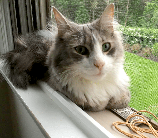 WindowCat1a