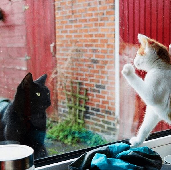 WindowCat2a