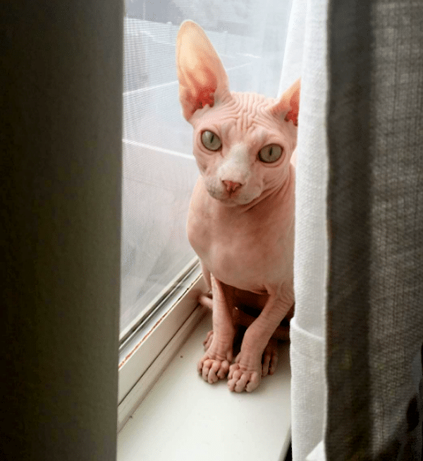 WindowCat4a