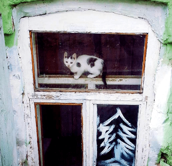 WindowCat5a