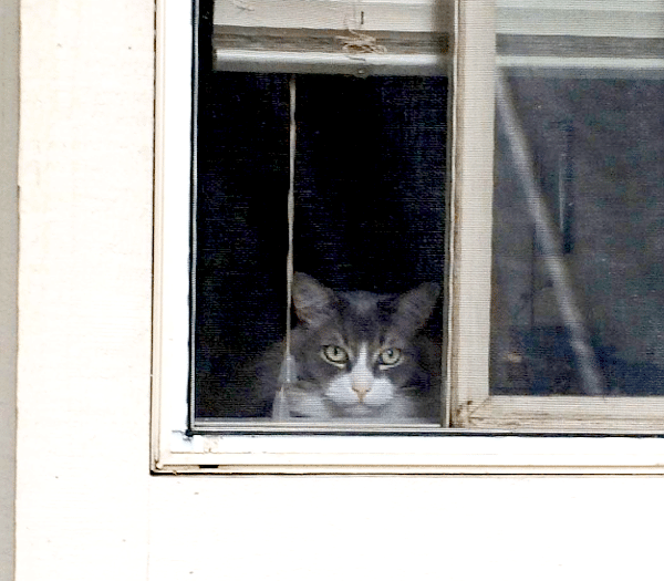 WindowCat6a