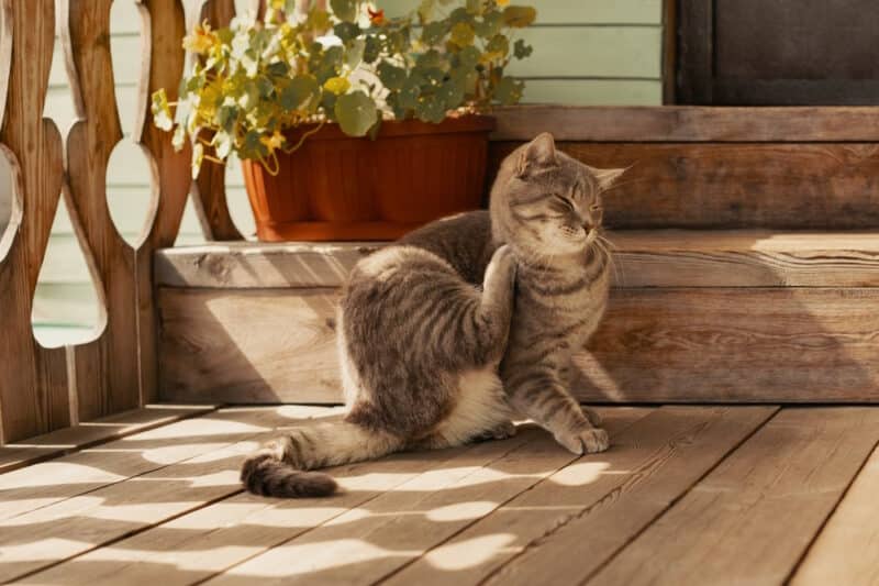 The 5 Most Common Feline Physical Ailments Catster