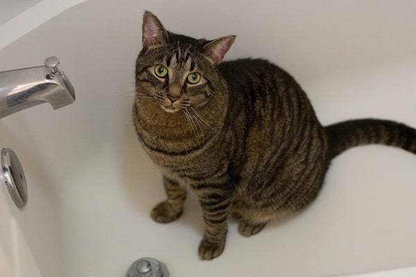 Does your cat hang out in the bathtub like this too? Photo by Andrew Holmes / Flickr