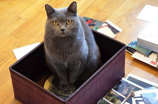 Kitty is in a box of emotion. Photo by Marie Guillaumet / Flickr